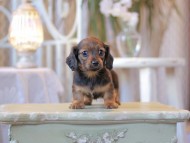 Kaninchen-Dachshund2460 Kaninchen-Dachshund2460