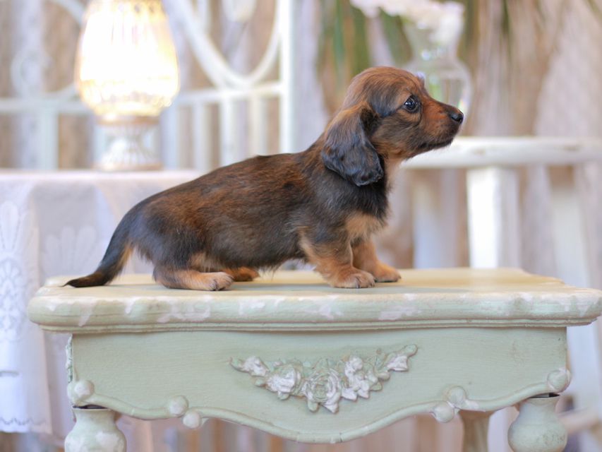 カニンヘン ダックスフンド オリーブ & ブルースの子犬 レッド 女の子（1）