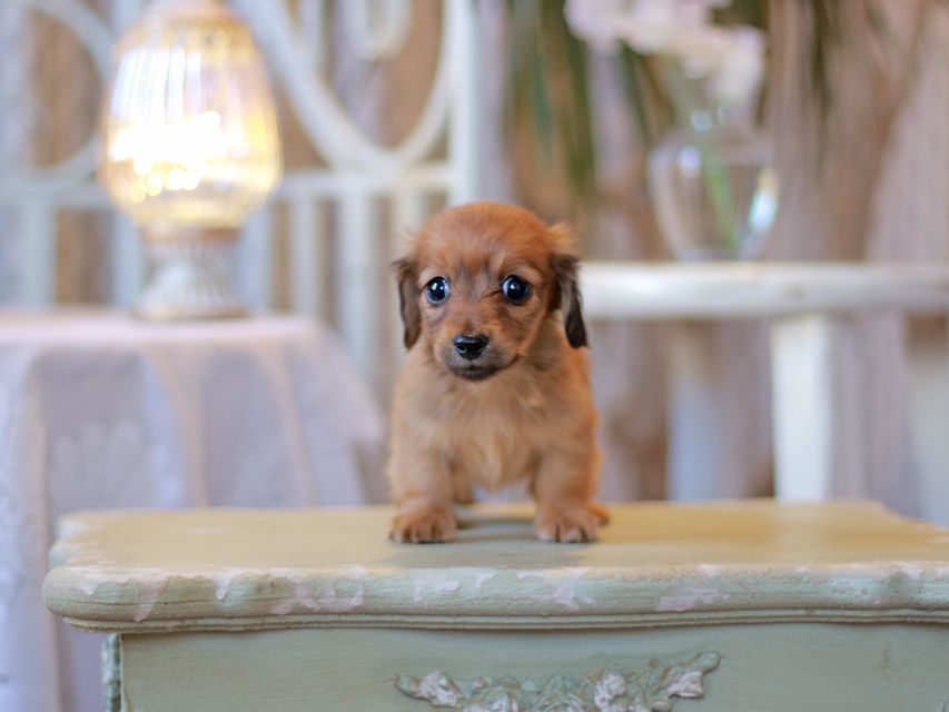 カニンヘン ダックスフンド オリーブ & ブルースの子犬 レッド 女の子（2）