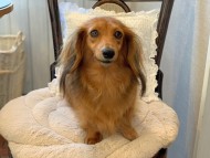 Kaninchen-Dachshund2479