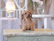 Kaninchen-Dachshund2480 Kaninchen-Dachshund2480