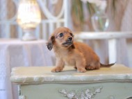 Kaninchen-Dachshund2485