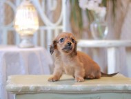 Kaninchen-Dachshund2493 Kaninchen-Dachshund2493