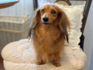 Kaninchen-Dachshund2497
