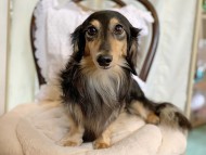 Kaninchen-Dachshund2