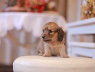 Kaninchen-Dachshund250 Kaninchen-Dachshund250