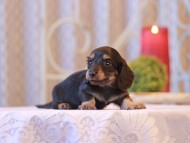 Kaninchen-Dachshund2501