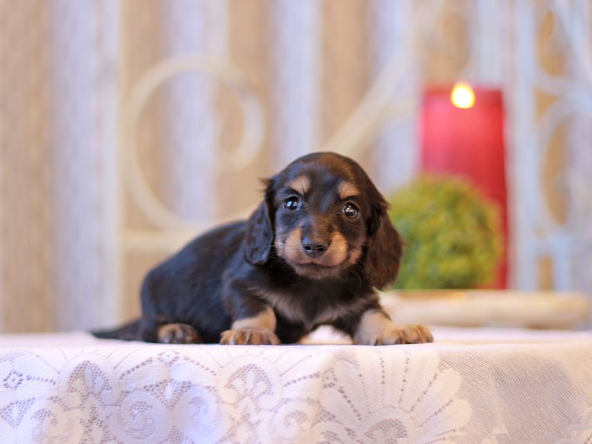 カニンヘン ダックスフンド チャーム & ボノの子犬 ブラックイエロー（ブラッククリーム） 男の子