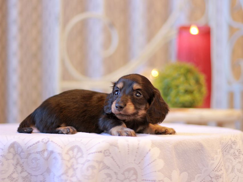 カニンヘン ダックスフンド チャーム & ボノの子犬 ブラックイエロー（ブラッククリーム） 男の子