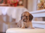 Kaninchen-Dachshund253 Kaninchen-Dachshund253