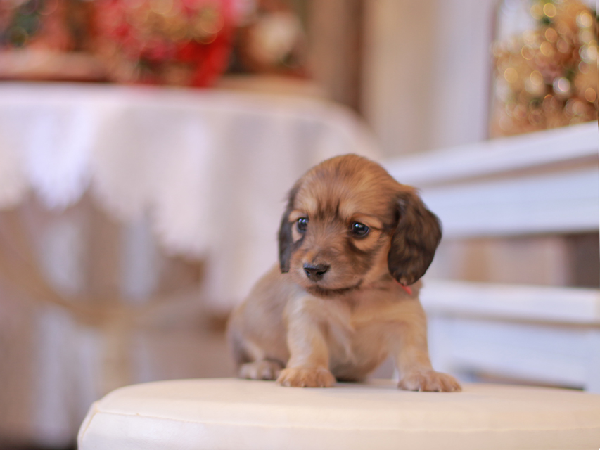 カニンヘン ダックスフンド ティナ&竹千代CHの子犬 イエロー（クリーム） 女の子（1）