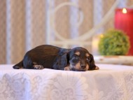 Kaninchen-Dachshund2535