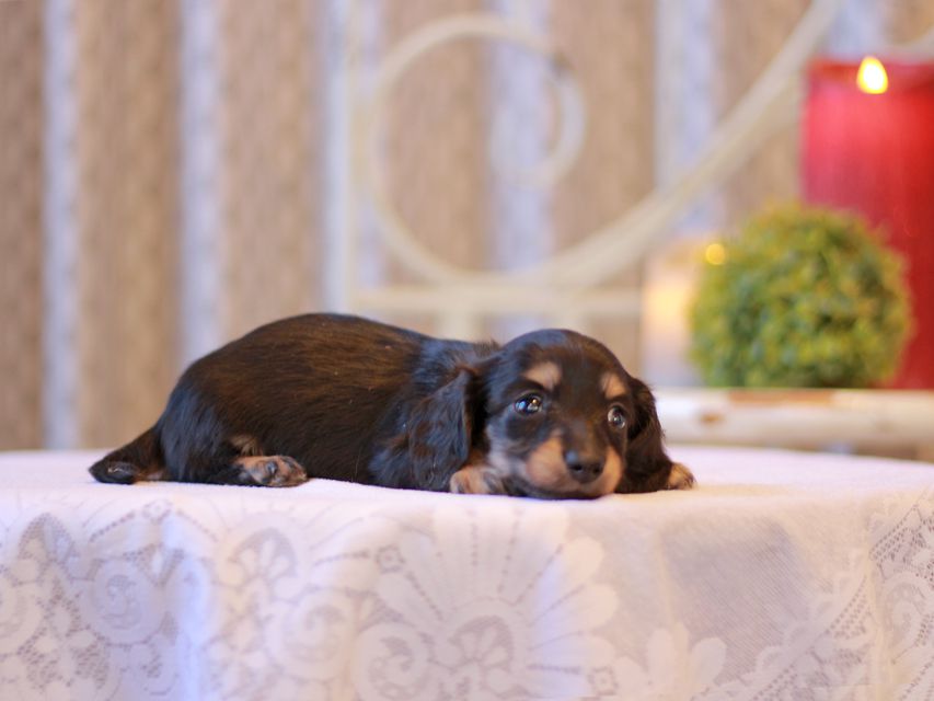 カニンヘン ダックスフンド チャーム & ボノの子犬 ブラックイエロー（ブラッククリーム） 男の子