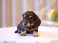 Kaninchen-Dachshund2537