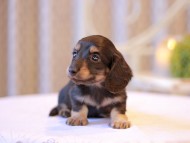 Kaninchen-Dachshund2539