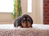 Kaninchen-Dachshund255 Kaninchen-Dachshund255