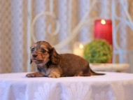 Kaninchen-Dachshund2582