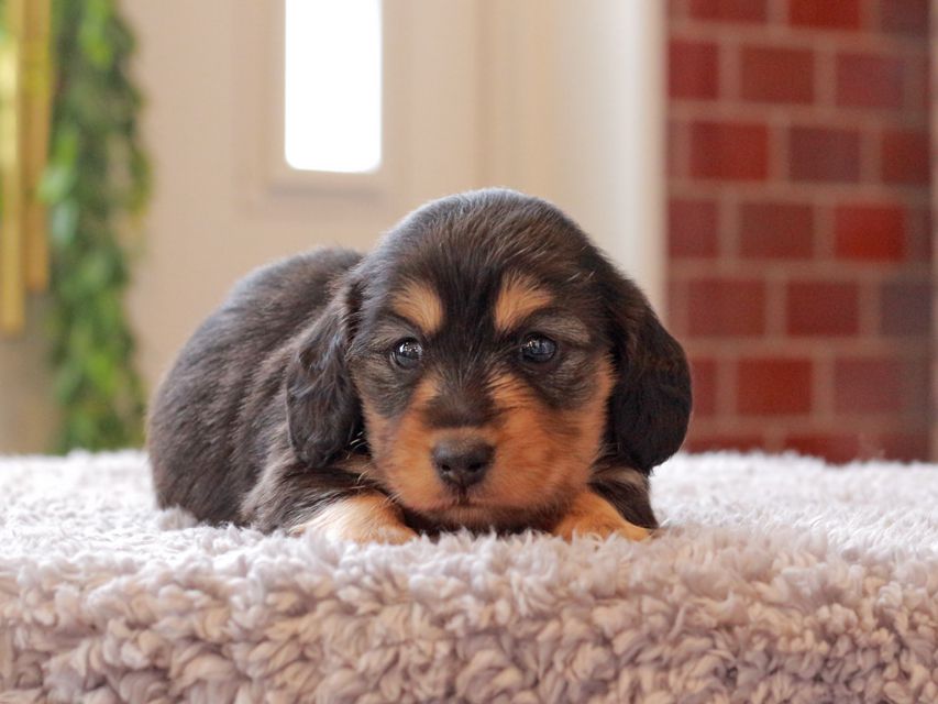 カニンヘン ダックスフンド ジル & ナイトの子犬 ブラックイエロー(ブラッククリーム) 女の子Kaninchen-Dachshund259 カニンヘン ダックスフンド ジル & ナイトの子犬 ブラックイエロー(ブラッククリーム) 女の子