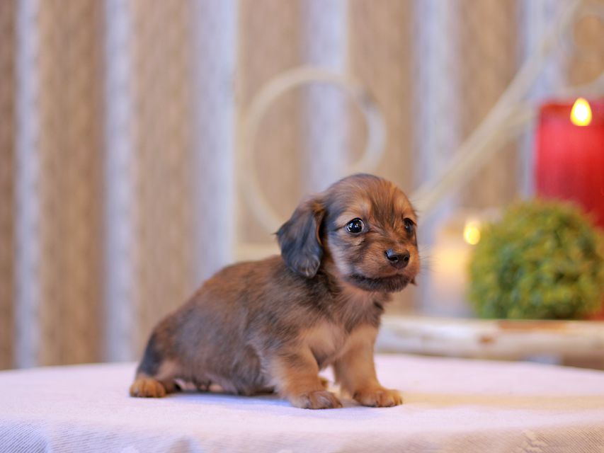 カニンヘン ダックスフンド チャーム & ボノの子犬 シェーデットイエロー（シェーデットクリーム） 男の子