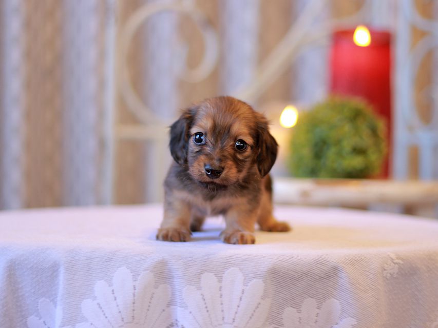 カニンヘン ダックスフンド チャーム & ボノの子犬 シェーデットイエロー（シェーデットクリーム） 男の子