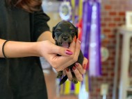 Kaninchen-Dachshund26 Kaninchen-Dachshund26