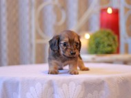 Kaninchen-Dachshund2600