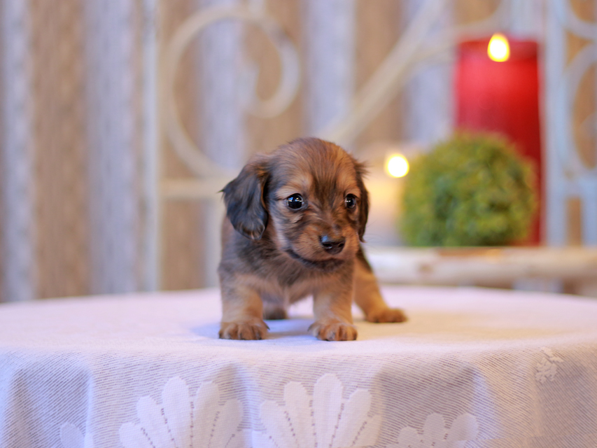 カニンヘン ダックスフンド チャーム & ボノの子犬 シェーデットイエロー（シェーデットクリーム） 男の子