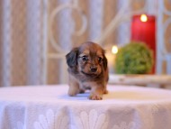 Kaninchen-Dachshund2601