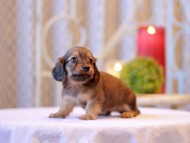 Kaninchen-Dachshund2603