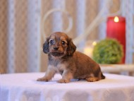 Kaninchen-Dachshund2610
