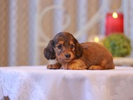 Kaninchen-Dachshund2619