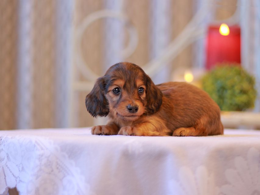 カニンヘン ダックスフンド キュア & スカッシュの子犬 シェーデットレッド 男の子