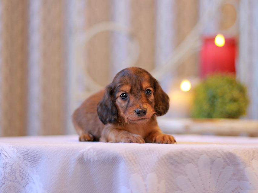 カニンヘン ダックスフンド キュア & スカッシュの子犬 シェーデットレッド 男の子