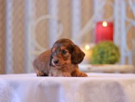 Kaninchen-Dachshund2635
