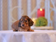Kaninchen-Dachshund2637