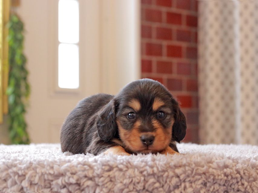 カニンヘン ダックスフンド ジル & ナイトの子犬 ブラックイエロー(ブラッククリーム) 女の子Kaninchen-Dachshund264 カニンヘン ダックスフンド ジル & ナイトの子犬 ブラックイエロー(ブラッククリーム) 女の子