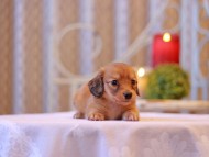 Kaninchen-Dachshund2640
