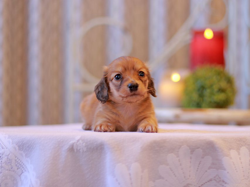 カニンヘン ダックスフンド キュア & スカッシュの子犬 シェーデットレッド 男の子（2）