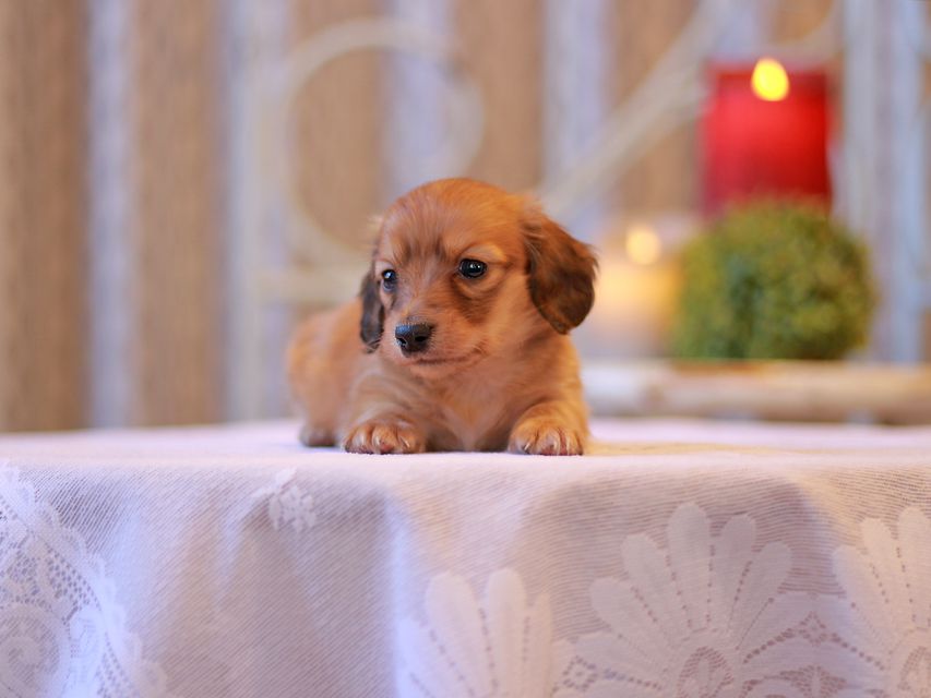 カニンヘン ダックスフンド キュア & スカッシュの子犬 シェーデットレッド 男の子（2）