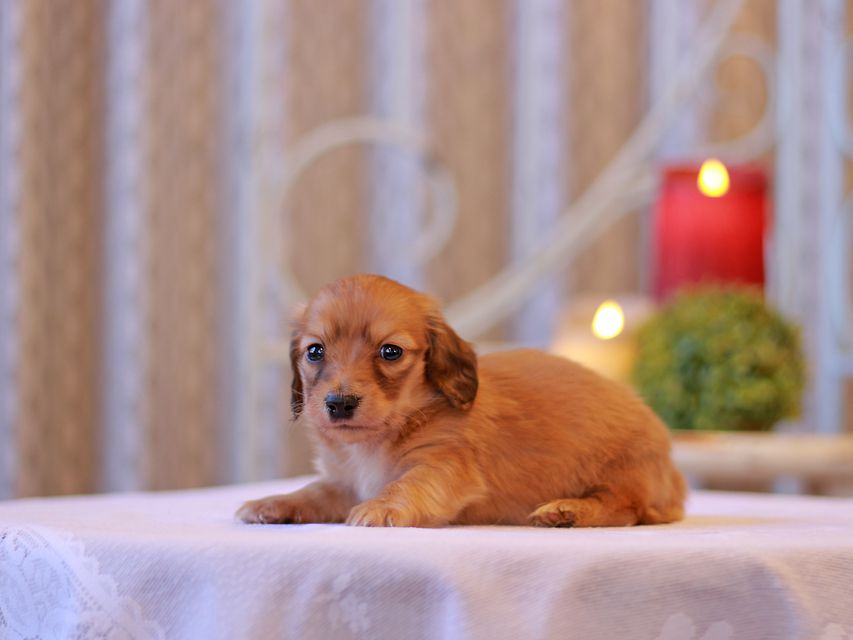 カニンヘン ダックスフンド キュア & スカッシュの子犬 シェーデットレッド 男の子（2）