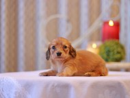 Kaninchen-Dachshund2654