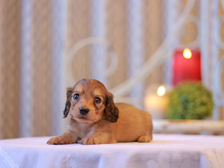 カニンヘン ダックスフンド キュア & スカッシュの子犬 シェーデットイエロー（シェーデットクリーム） 男の子（1）