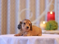 Kaninchen-Dachshund2676