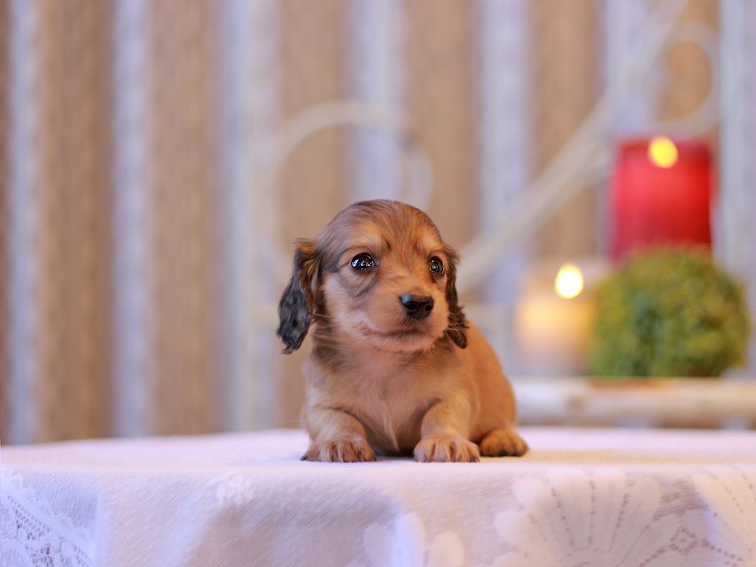 カニンヘン ダックスフンド キュア & スカッシュの子犬 シェーデットイエロー（シェーデットクリーム） 男の子（1）