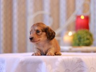 Kaninchen-Dachshund2684