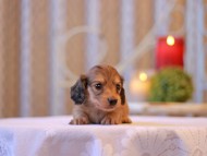Kaninchen-Dachshund2686