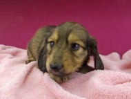 Kaninchen-Dachshund2687