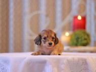 Kaninchen-Dachshund2694
