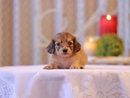 Kaninchen-Dachshund2695
