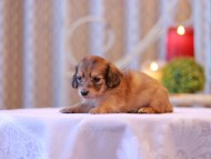 Kaninchen-Dachshund2703